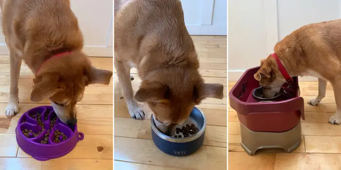 Best Dog Bowls and Feeders for Messy Eaters