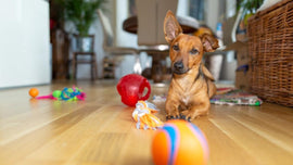 What are the safest chew toys for dogs?
