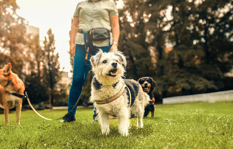 Best Dog Walking Accessories for Everyday Walks