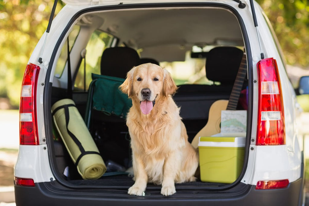 What You Need for Traveling With a Dog in the Car