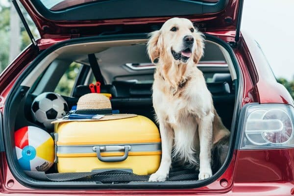 Best Pet Travel Supplies for Road Trips
