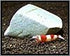 200g Shirakura Mineral Stone For Shrimps Invertebrates