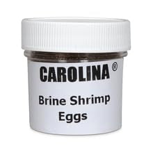 1 Oz Brine Shrimp (Artemia) Eggs