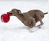 Jolly Pets Safe Tug-N-Toss Ball for Dogs