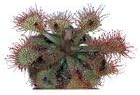 Drosera Living Plant - Ideal for Acid-Bog Terrariums