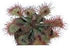 Drosera Living Plant - Ideal for Acid-Bog Terrariums