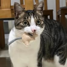 2 Plush Catnip Mice Toys with Rattle Sound- Pcs Interactive Cat Toys for Indoor Cats, Durable Stress Relief