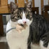 2 Plush Catnip Mice Toys with Rattle Sound- Pcs Interactive Cat Toys for Indoor Cats, Durable Stress Relief
