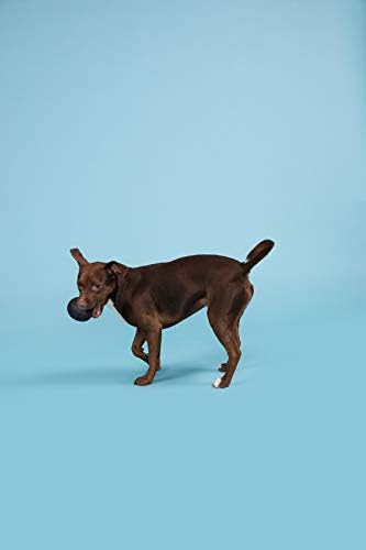Barkbox Super Chewer Tough Dog Chew Toys for Aggressive Chewers, Treat Dispensing (Origin - Large)