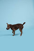 Barkbox Super Chewer Tough Dog Chew Toys for Aggressive Chewers, Treat Dispensing (Origin - Large)