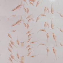 Live Adult Brine Shrimp (Artemia) - Perfect for Fish Food