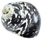 2"-2.5" Hermit Crab Shells | Turbo Shells | Magpie Turbo Shell | Hermit Crab House for Dcor | Plus Free Nautical eBook