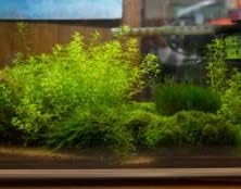 Lush Monte Carlo Aquatic Plant in Pot for Freshwater Aquariums