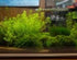 Lush Monte Carlo Aquatic Plant in Pot for Freshwater Aquariums