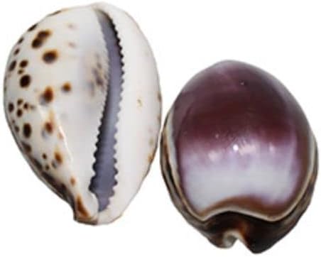 212 Main Tiger Cowrie Purple - 2 Piece
