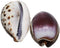 212 Main Tiger Cowrie Purple - 2 Piece