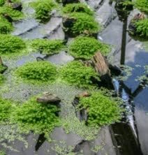 Lush Monte Carlo Aquatic Plant in Pot for Freshwater Aquariums