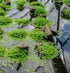 Lush Monte Carlo Aquatic Plant in Pot for Freshwater Aquariums