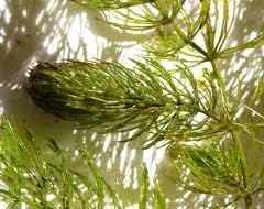 2 1 Marcus Fish Tanks Hornwort Coontail Ceratophyllum Easy Live Aquarium Plant Oxygenating Pond Plant Buy GET Extra