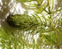 2 1 Marcus Fish Tanks Hornwort Coontail Ceratophyllum Easy Live Aquarium Plant Oxygenating Pond Plant Buy GET Extra