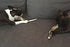 Premium Deer Antler Pieces - Dog Chews, Antlers by The Pound, One Pound, 6 Inches or Longer