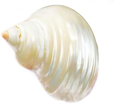 Florida Shells and Gifts Inc. One Large Silver Turbo Shells Seashells (2-2.5") Hermit Crabs Crafts Beach Decor