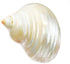 Florida Shells and Gifts Inc. One Large Silver Turbo Shells Seashells (2-2.5") Hermit Crabs Crafts Beach Decor