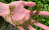 3X Marcus Fish Tanks Oxygenating Hornwort Coontail Ceratophyllum Demersum