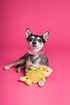 Elegant Little Tail Pink Dog Collar and Leash, Durable Adjustable Leather Collar for Small Dogs