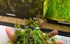 3X Marcus Fish Tanks Oxygenating Hornwort Coontail Ceratophyllum Demersum
