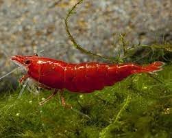 Swimming Creatures Freshwater Aquarium Shrimp - A Perfect Combo to Brighten Your