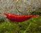 Swimming Creatures Freshwater Aquarium Shrimp - A Perfect Combo to Brighten Your