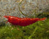 Swimming Creatures Freshwater Aquarium Shrimp - A Perfect Combo to Brighten Your
