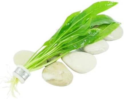 Generic 6 Pack, Live Aquarium Plants Bundle Freshwater Plants for Fish Tanks, Easy Beginner Low Light Aquatic Plant