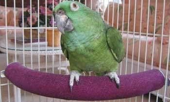 Hypeety Bird Perch U Shape Wood Stand for Parakeets Cockatiels Conures Macaws - Grinding Mouth Paws Claw Holder (Random