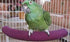 Hypeety Bird Perch U Shape Wood Stand for Parakeets Cockatiels Conures Macaws - Grinding Mouth Paws Claw Holder (Random