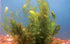 3X Marcus Fish Tanks Oxygenating Hornwort Coontail Ceratophyllum Demersum