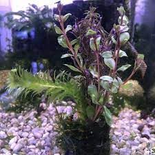 3-5 Assorted Mixed Live Aquarium Plants Bundle Easy-Care Stem Plants Ideal for Freshwater Tanks, Natural Aquascaping