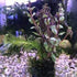 3-5 Assorted Mixed Live Aquarium Plants Bundle Easy-Care Stem Plants Ideal for Freshwater Tanks, Natural Aquascaping