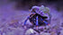 6 Pack Live Blue Legged Hermit Crabs (Clibanarius Tricolor) - Saltwater Reef Aquarium (Cuc)