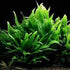 Swimming (1 Creatures Live Aquarium Plants (Java Fern Bunch))