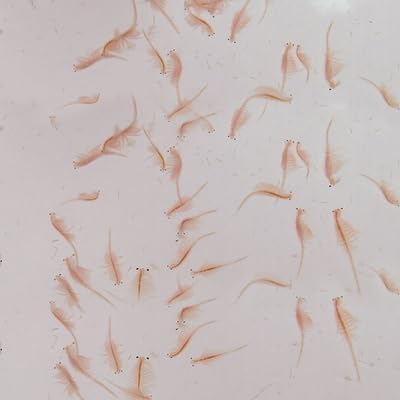 Live Adult Brine Shrimp (Artemia) - Perfect for Fish Food