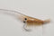EP Flies EP Grass Shrimp