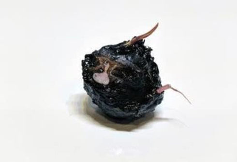 Bulb Dwarf Lily (Nymphaea Stellata) Live Aquarium Plant