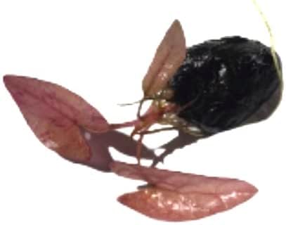 3X Marcus Fish Tanks - Tiger Lotus Lily Nymphaea Lotus - Live Aquarium Plants - Freshwater Aquatic Plant