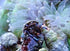 6 Pack Live Blue Legged Hermit Crabs (Clibanarius Tricolor) - Saltwater Reef Aquarium (Cuc)