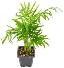 Bella Palm Chamaedorea Elegans Live Indoor Plant Bare Root 3 Plants Easy