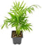 Bella Palm Chamaedorea Elegans Live Indoor Plant Bare Root 5 Plants Easy