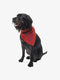 Insect Repellant Dog Bandana for Protecting Dogs from Fleas, Ticks, and Mosquitoes, Red Paisley