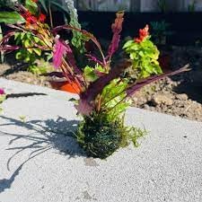 3-5 Assorted Mixed Live Aquarium Plants Bundle Easy-Care Stem Plants Ideal for Freshwater Tanks, Natural Aquascaping